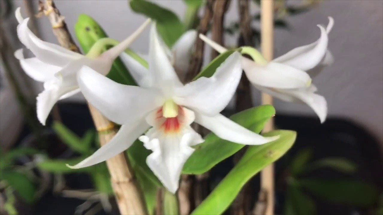 Orchideen im Januar: Diese Arten blühen mitten im Winter