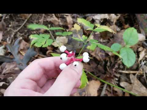 Video: Baneberry informacija: B altųjų Baneberry lėlės akių augalų auginimas