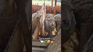 Всё просто, если бы не так сложно 😊🌱🐏👨‍👩‍👦🏡🤠