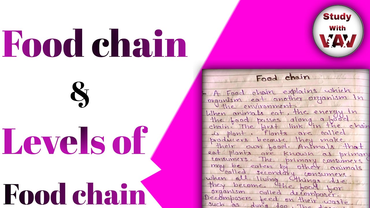 Food Chain Level Of Food Chain Hindi YouTube