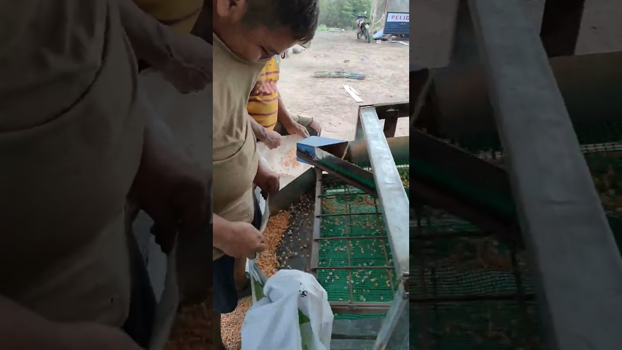 Zaranda clasificadora de maíz 