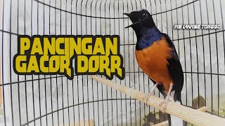 Tembakan Murai Batu Gacor Isian Kolibri Ciblek Dan Gelatik