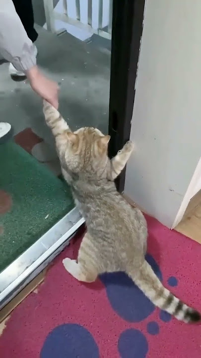 Kucing mau divaksin, takut disuntik #hewan #cat #kucing #funny #cute #pets #animals #foryou