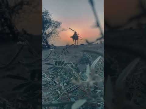 ياصاحبي عديت لك تصميمي