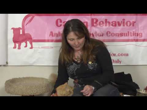 Video: Cum de a trata infectarea cu piciorul câinelui