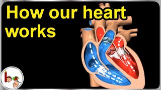 How our heart works – Structure and function (3D animation) - In English