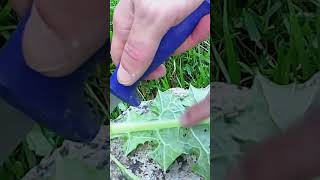 🌺 Milk Thistle: A Wild Edible With Medicinal Properties Too!