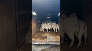 Download Lagu BC Timber Goats 2025 MP3