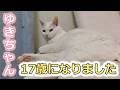 白猫ゆきちゃん17歳になりました