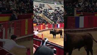 Toro Arena Valencia Spain #toro #arenavalencia #valencia #matador #boğagüreşi #spain #ispanya