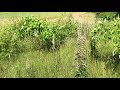 Managing Grecian Foxglove at Belwin&#39;s Stagecoach Prairie