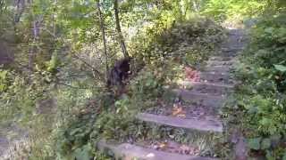 Hampton Hills Adam Run