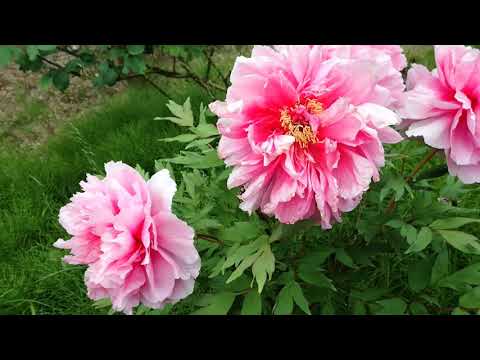 Hauwei p9 lite動画撮影テスト