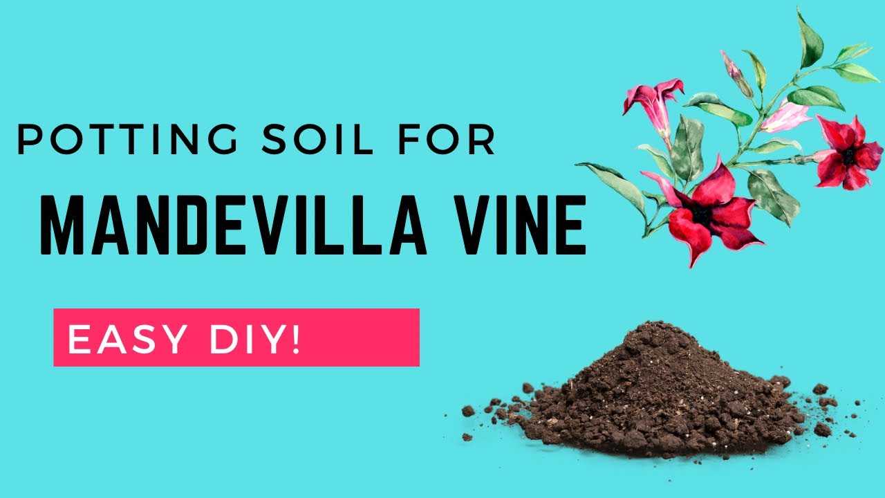 Mandevilla Vines: Perfect Soil Mix that will Boost Growth & Blooms!