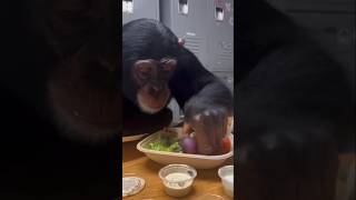 Dinner With Limbani The Chimpanzee