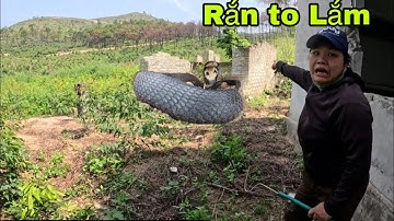 Kinh Hoàng Phát Hiện Cặp Rắn Hổ Mang Khổng Lồ Đen Xì Tấn Công Các Cô Gái Săn Bắt Ẩm Thực Vùng Cao 