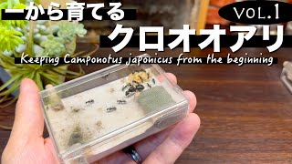 Keeping Camponotus japonicus from the beginning vol.1 ~The first three months of the new queen~