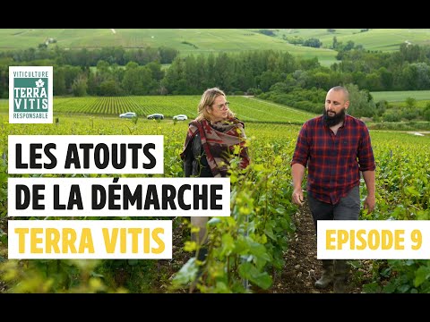 Champagne : Terra Vitis au Domaine Fumey Tassin ; Un vin responsable c'est quoi ? - video from Toutlevin