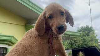 Golden Labrador Retriever Mix ( Golden Retriever X Lemon Labrador Giant)