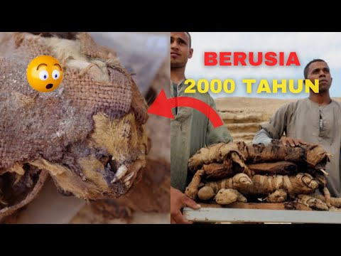 Video: Anjing Mesir - Baka Tertua