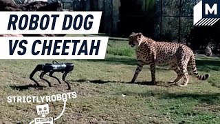 A Robot Dog Entered a Zoo. The Animals Were Not Fans | Mashable