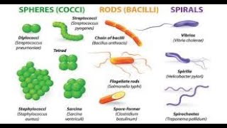 bacteria identification and classification