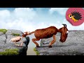 Kopf hoch, kleine Ziege! | Trickfilm | Ich kenne ein Tier | SWR Kindernetz