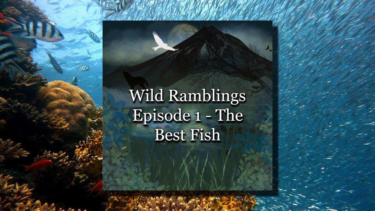 Wild Ramblings Podcast | Episode 1 - Fantastic Fish