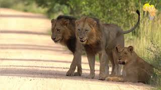 Big male lions on the patrol in the Kruger National Park