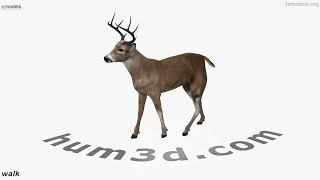 Animated White-Tailed Deer 3D model (Rigged) by 3DModels.org 3D model by 3DModels.org