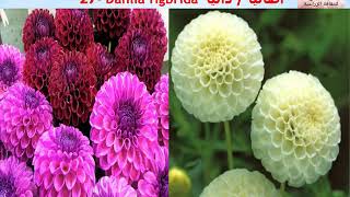 زهور  الشتوية طرق تكاثر وتسميد ورى ورعاية  Winter Flowers حلقة 293