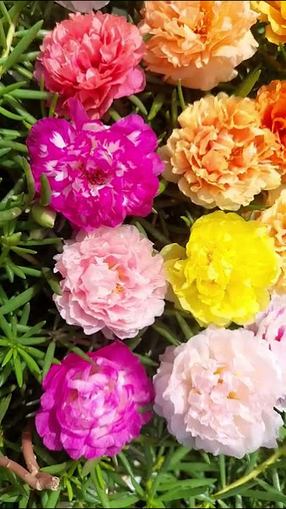 Portulaca 30 colors for sale online - Pathumani Poovu - Moss Rose - Whatsapp : 9445450701