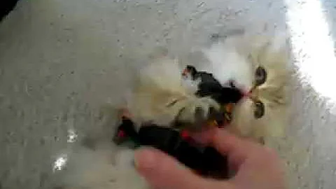 Watch the video about Tiny Persian kitten, Sirocco's First Walk - 11.30.08