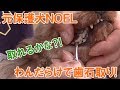 元保護犬NOELわんだらけで歯石取り体験！やってみたかったんです！