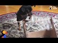 GENIUS Dog Solves 10 Hard Puzzles | The Dodo