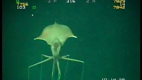 Magnapinna Squid ORIGINAL FOOTAGE at Drilling Site