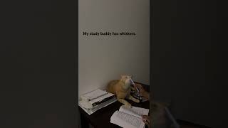 My study buddy has whiskers. #cat #study #upsc #exampreparation