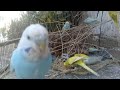 Why These Cute Budgies Are Captivating Bird Lovers Across Los Angeles
