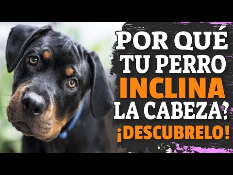 Video: ¿Cuál es la razón real por la que los perros inclinan la cabeza?