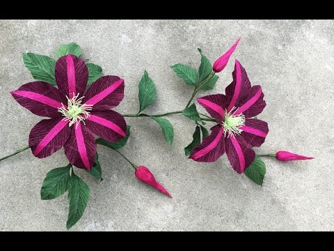 Video: Cara Membuat Sokongan Untuk Clematis