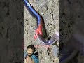 blue coral snake WOW! What's Happening in This Crazy #animal #short short animals #snake