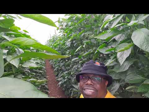 Efficacy of Greenhouse in sweet pepper production