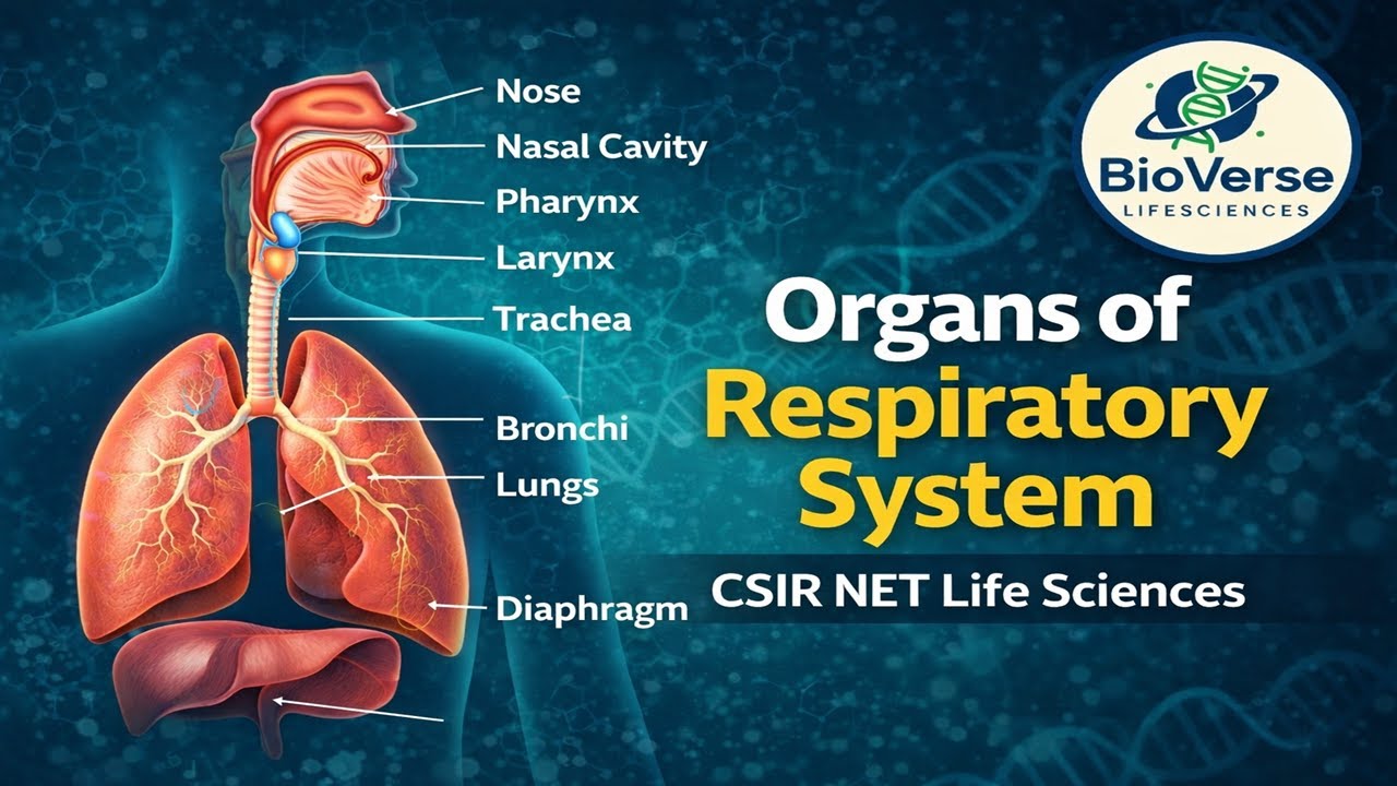Organs of Respiratory System | Human Respiratory System Explained | CSIR NET/All Competitive Exams