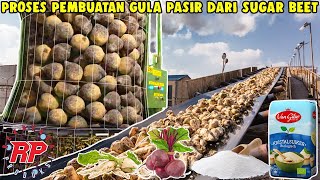 TERNYATA BEGINI PROSES PEMBUATAN GULA PASIR EROPA BERBAHAN DARI UMBI SUGAR BEET