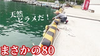 小学２年生まさかの８０！wこれが釣れたヒラメの舞い(428話目)