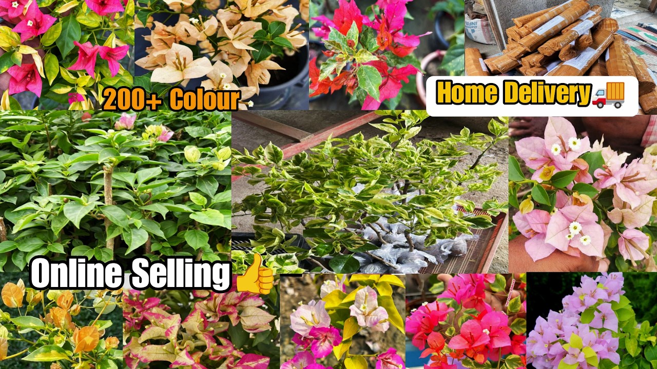 Online Selling🤩 Wholesale & Retail Bougainville Plants Nursery 🤩 All India Delivery Plants 🌱🦋