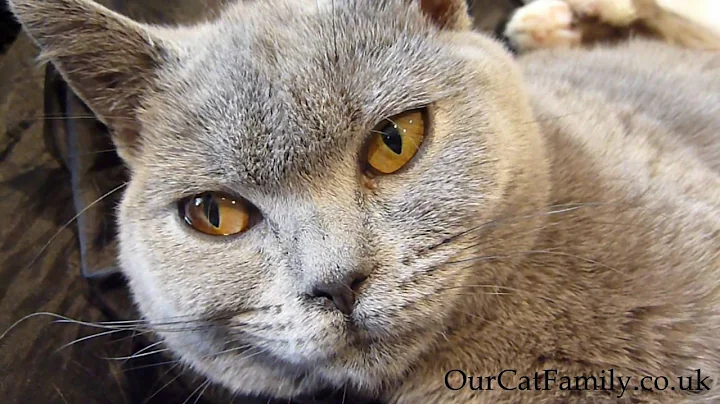 Video 3326561: british shorthair cat purring, british blue shorthair cat, british shorthair blue point, bicolour british shorthair