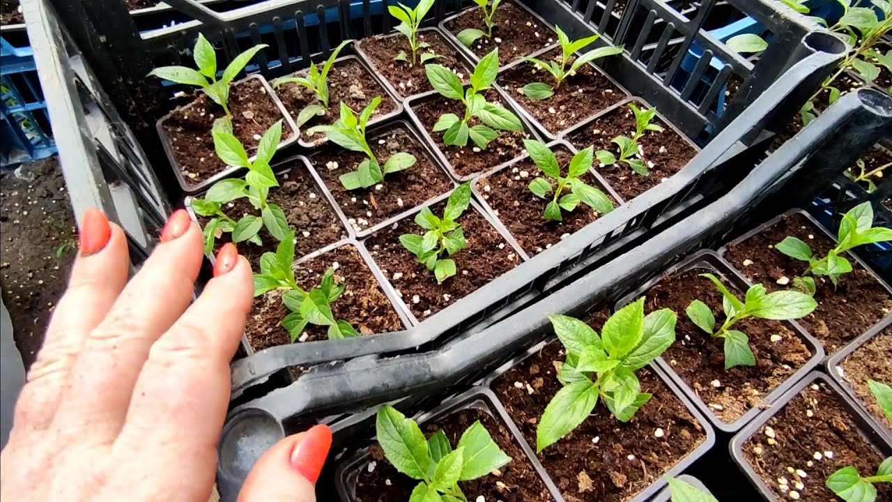 Цветочная терапия с натальей черенкование