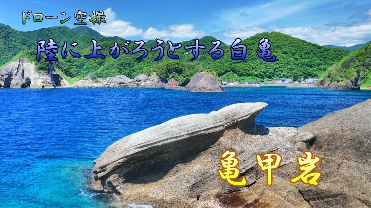 陸に上がろうとする白亀「亀甲岩」【ドローン空撮 4K】