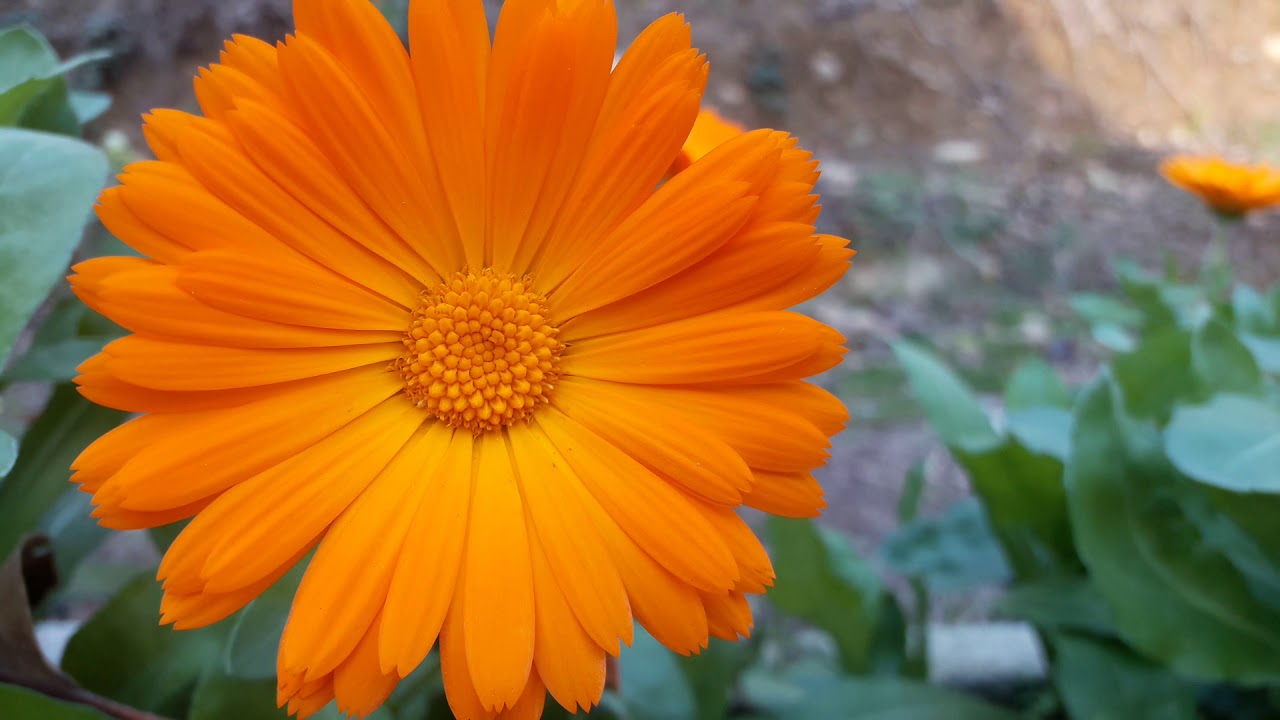 Harika Bir Görüntü Turuncu Papatya, orange chamomile flower - YouTube